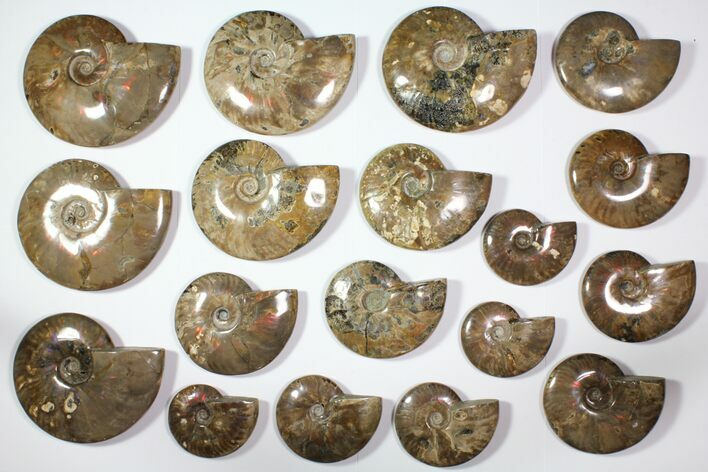 Lot: - Polished Whole Ammonite Fossils - Pieces #116636